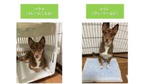 ペットのしつけ03